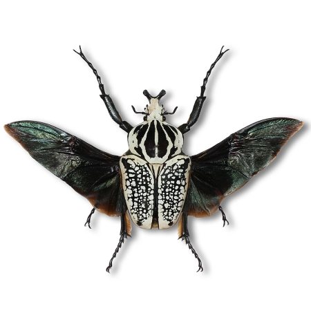 Goliathus orientalis