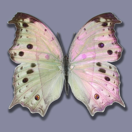 Salamis parhassus