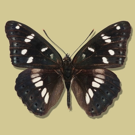 Limenitis reducta