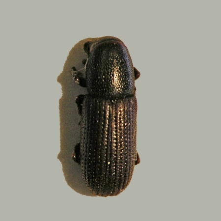 Zakorek czarny