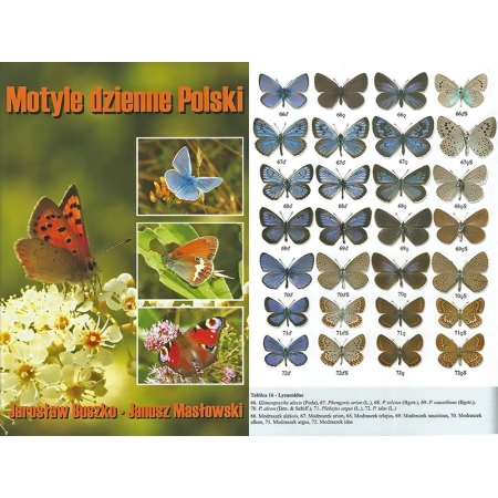 MOTYLE DZIENNE POLSKI WYDANIE DRUGIE