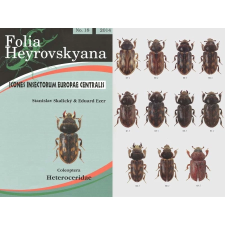 HETEROCERIDAE