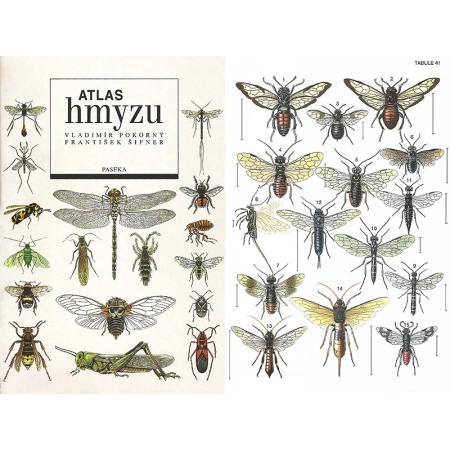 ATLAS HMYZU