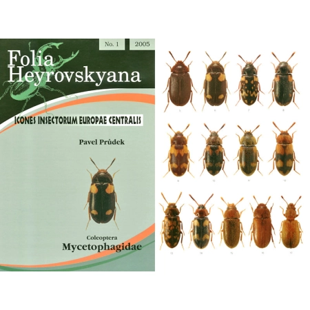 MYCETOPHAGIDAE