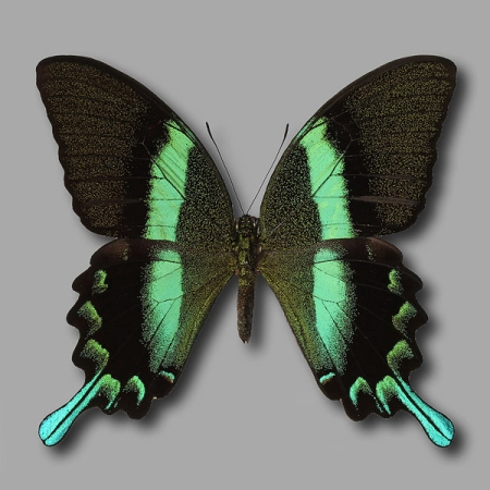 Papilio blumei