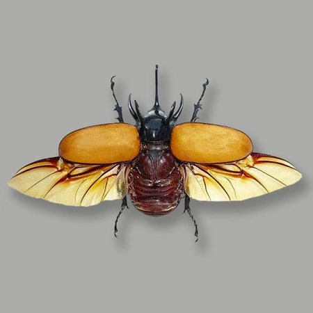 Eupatorus gracilicornis