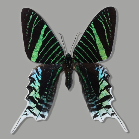 Urania leilus