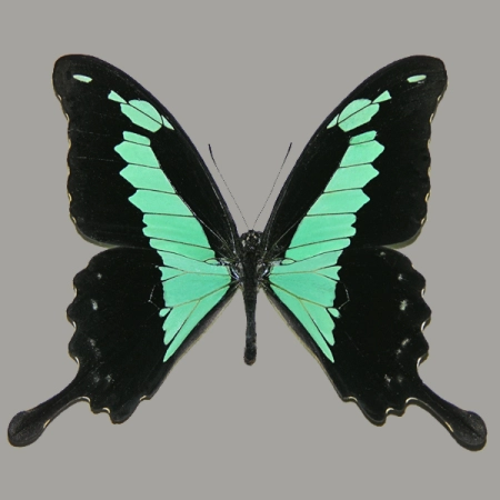 Papilio phorcas