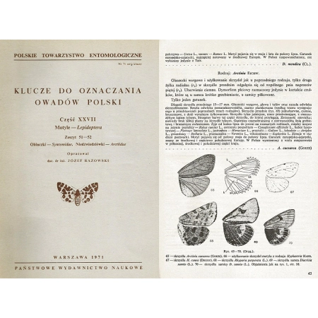 KLUCZE DO OZNACZANIA OWADÓW - SYNTOMIDAE - ARCTIIDAE