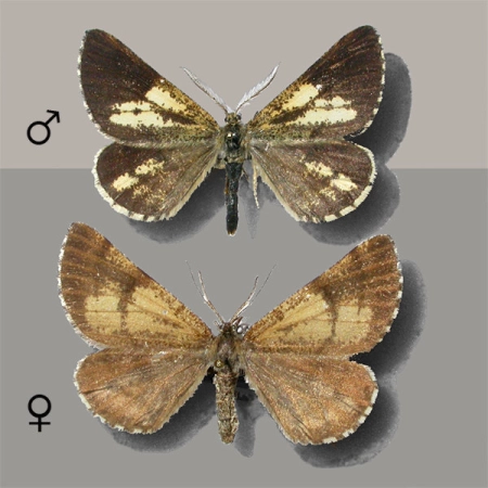 Poproch cetyniak