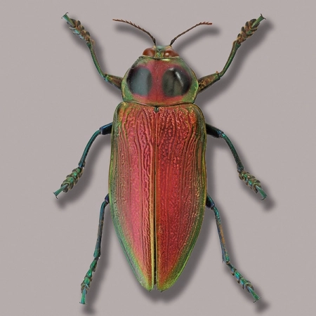 Euchroma gigantea