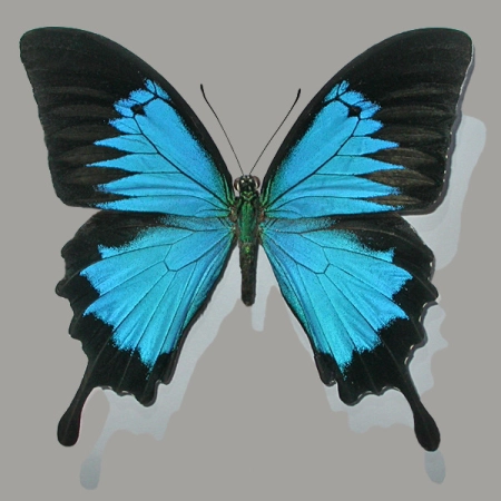 Papilio ulysses