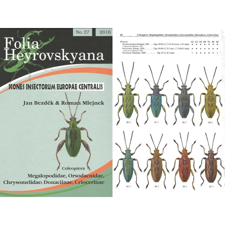MEGALOPODIDAE, ORSODACNIDAE, CHRYSOMELIDAE: DONACIINAE, CRIOCERI