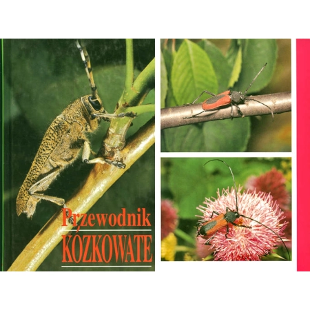 PRZEWODNIK KÓZKOWATE