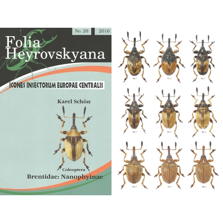 BRENTIDAE: NANOPHYINAE