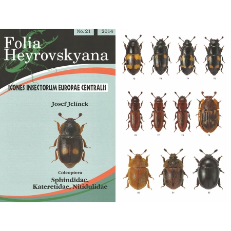 SPHINDIDAE, KATERETIDAE, NITIDULIDAE