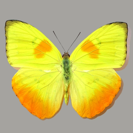 Phoebis philea