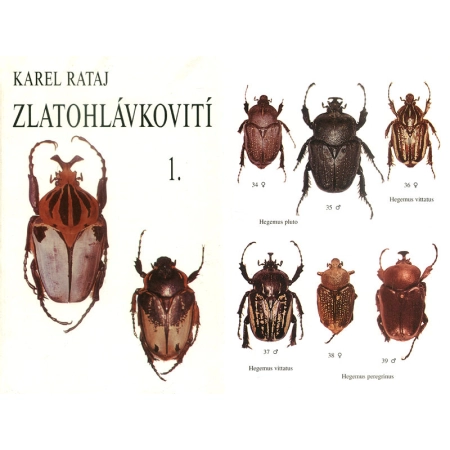 ZLATOHLAVKOVITI - CETONIDAE 1