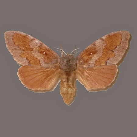 Barczatka sosnówka