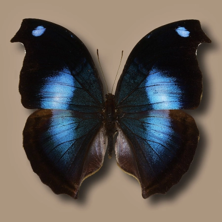 Napeocles jucunda