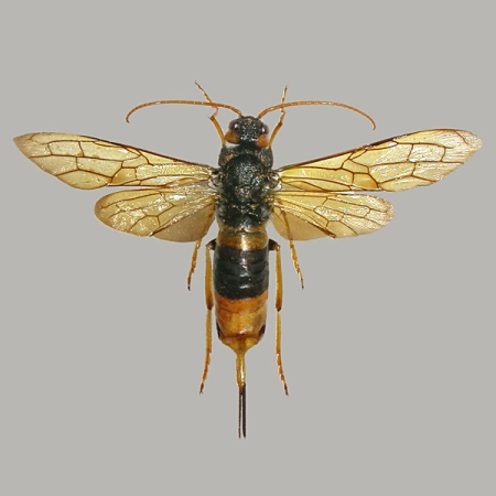 Drzewiennik olbrzym