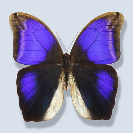 Eryphanis polyxena