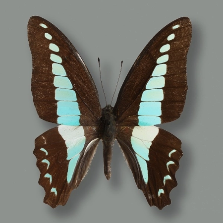 Graphium sarpedon