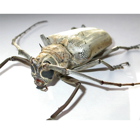 Batocera hercules