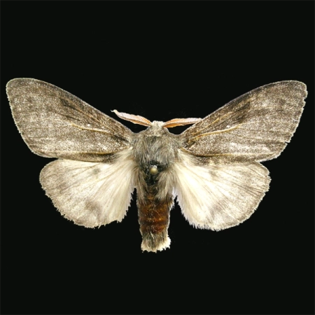Szczotecznica szarawka