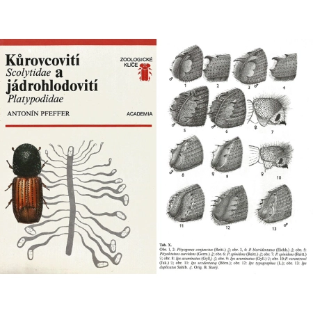 KUROVCOVITI Scolytidae A JADROHLODOVITI Platypodidae