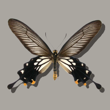 Atrophaneura coon