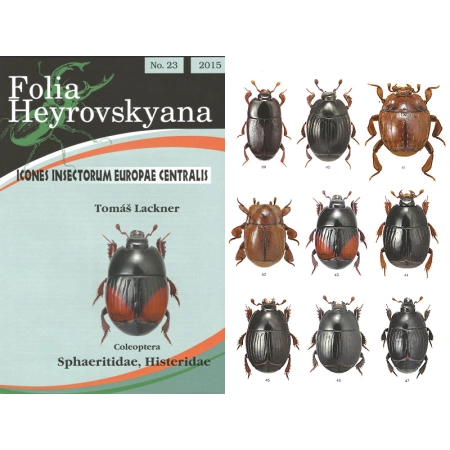 SPHAERITIDAE, HISTERIDAE