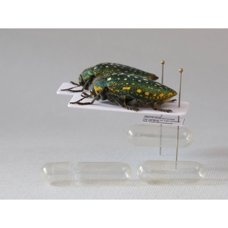 MIKROPROBÓWKA 0,1ml ŻELOWA