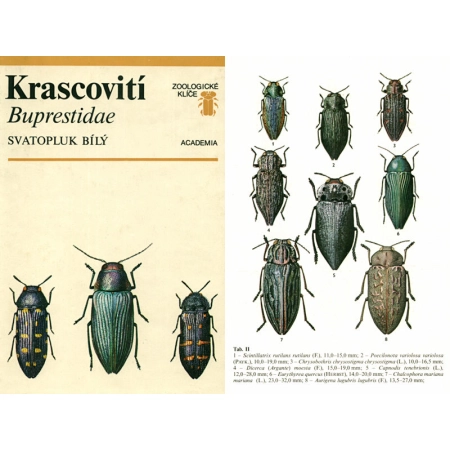 KRASCOVITI BUPRESTIDAE