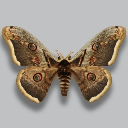 Saturnia pyri Pawica gruszówka