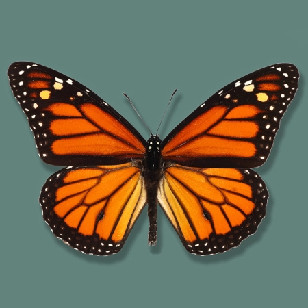 Danaus plexippus
