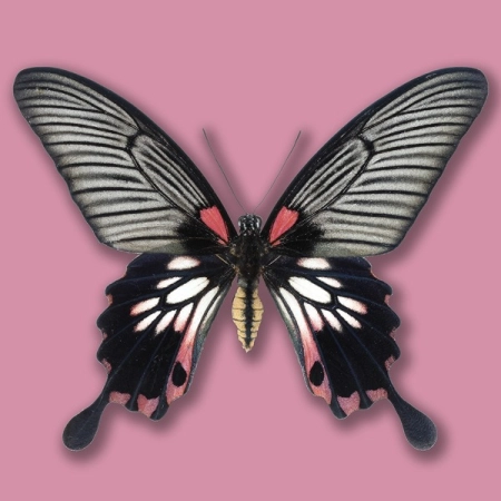 Papilio memnon