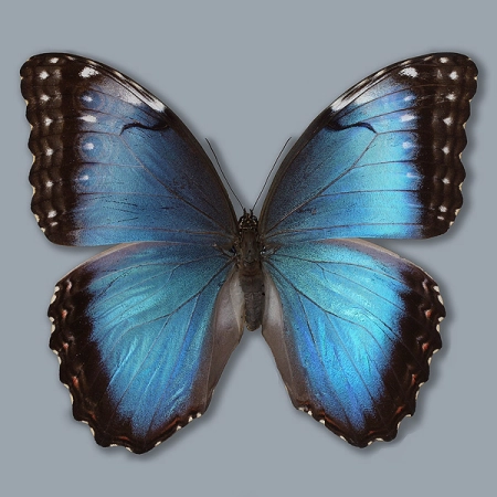 Morpho helenor