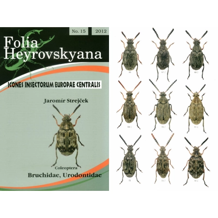 BRUCHIDAE, URODONTIDAE